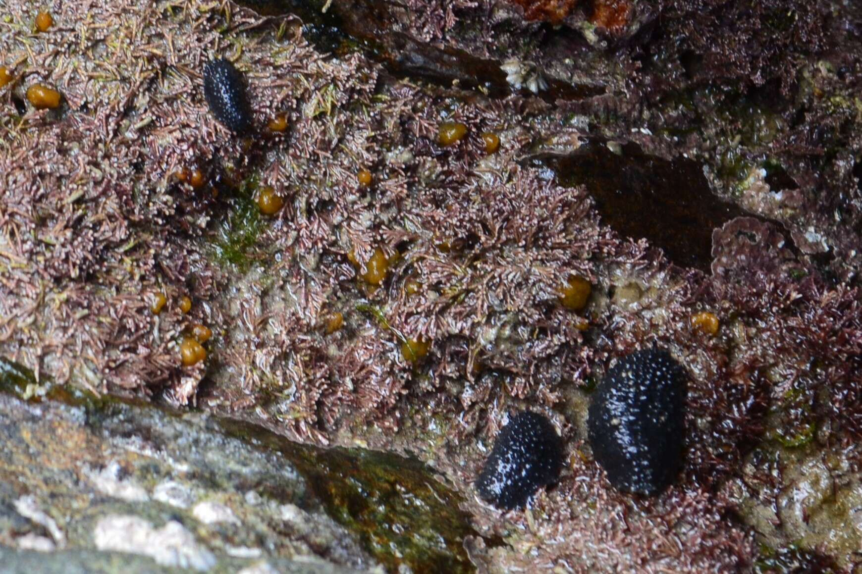 Image of celtic sea slug