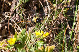 Plancia ëd Xylocopa watmoughi Eardley 1983