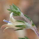 Sivun Wahlenbergia cinerea (L. fil.) Lammers kuva