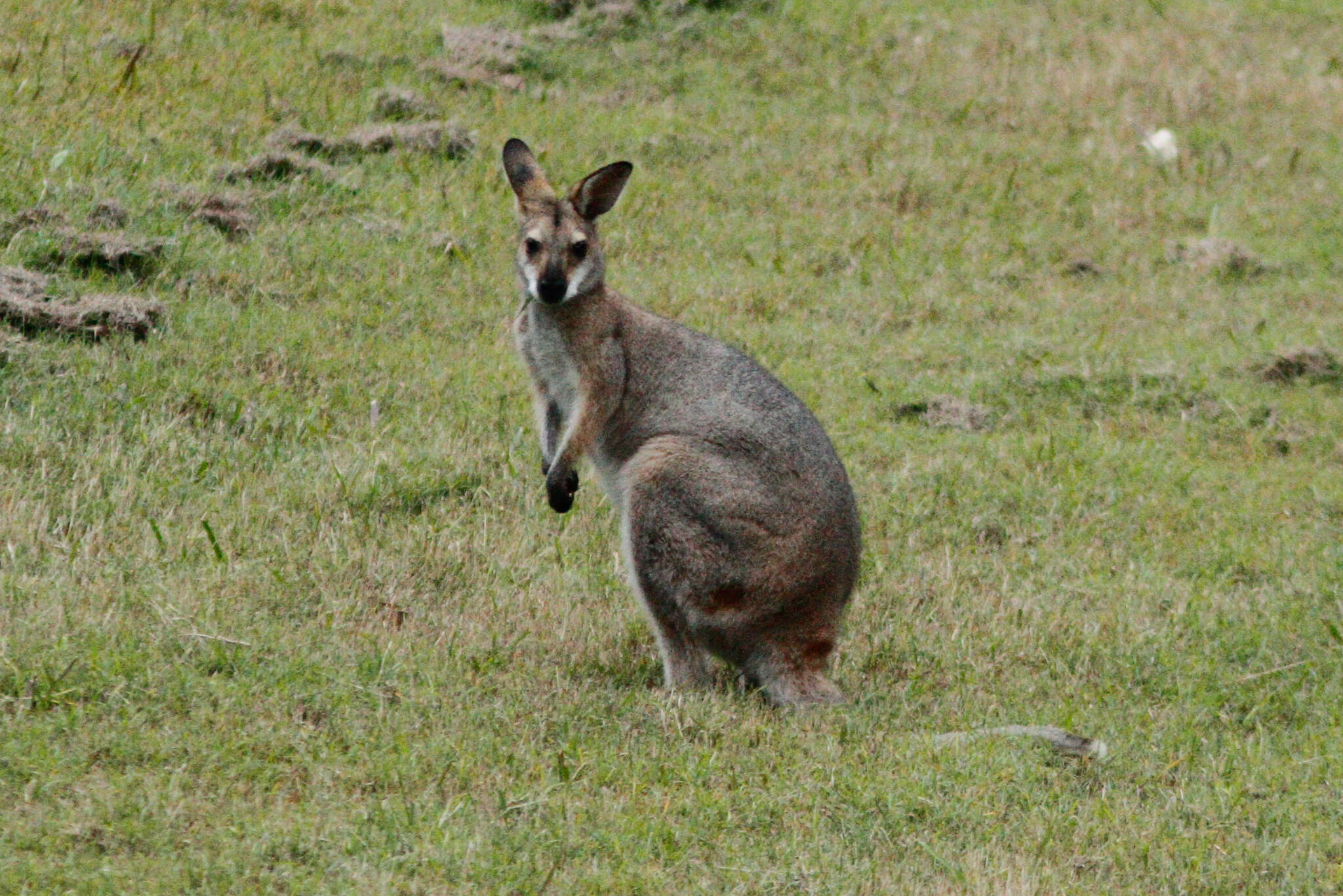 Image of wallaby