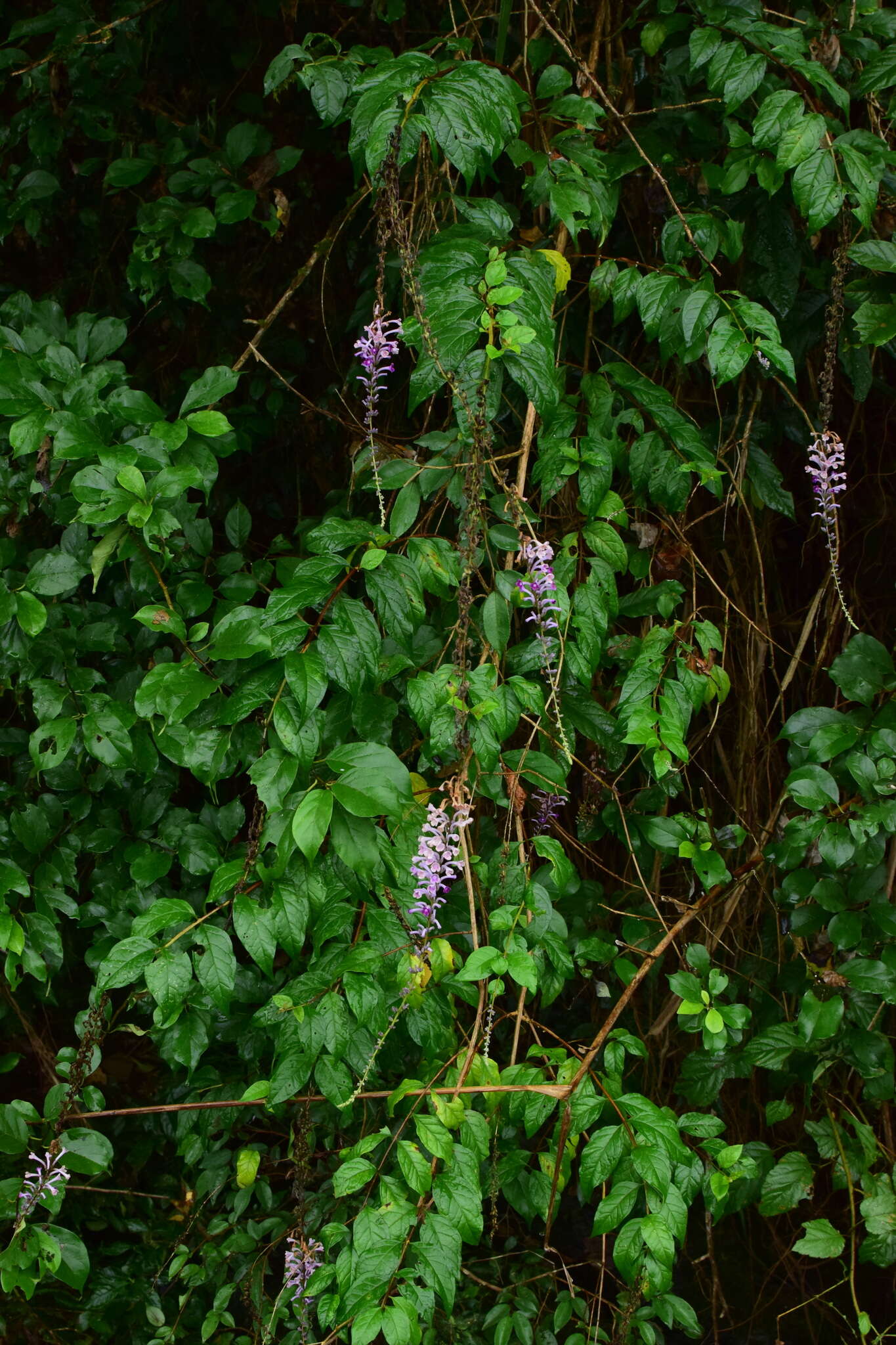 Image de Buddleja lindleyana Fortune ex Lindl.