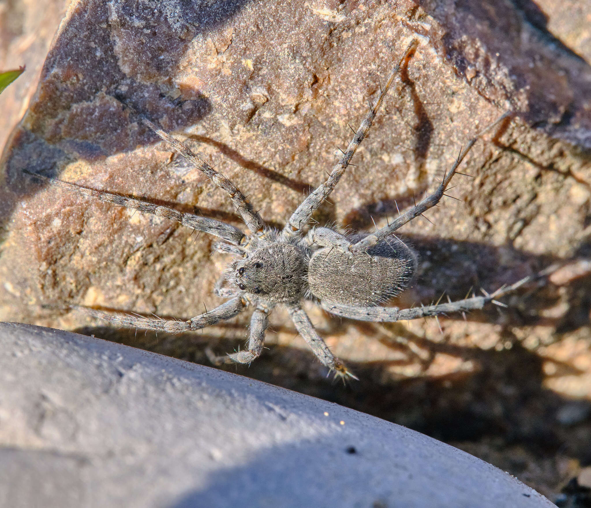 Image of Pardosa wagleri (Hahn 1822)