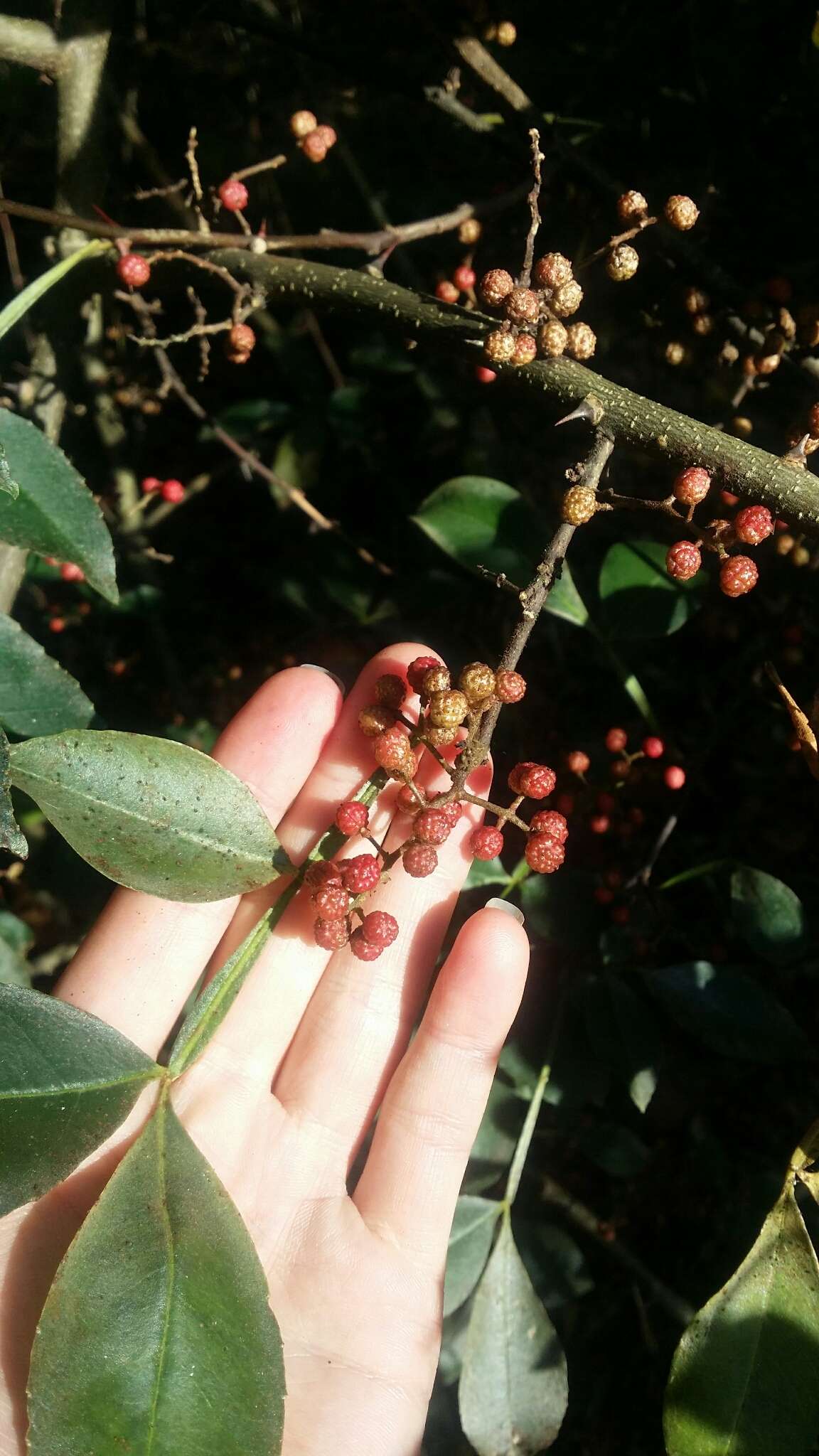 Image of Chinese-pepper