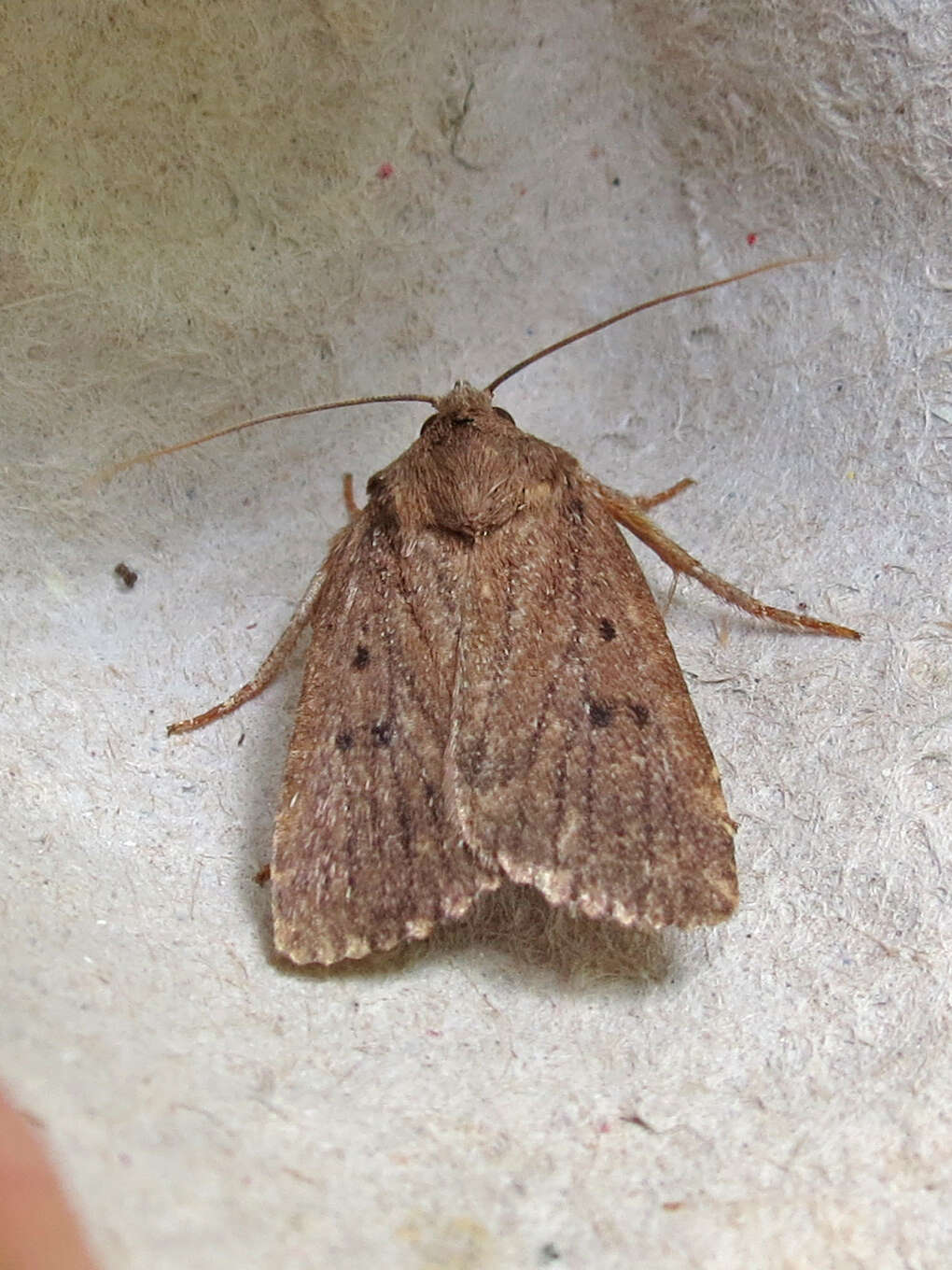 Image of mouse moth