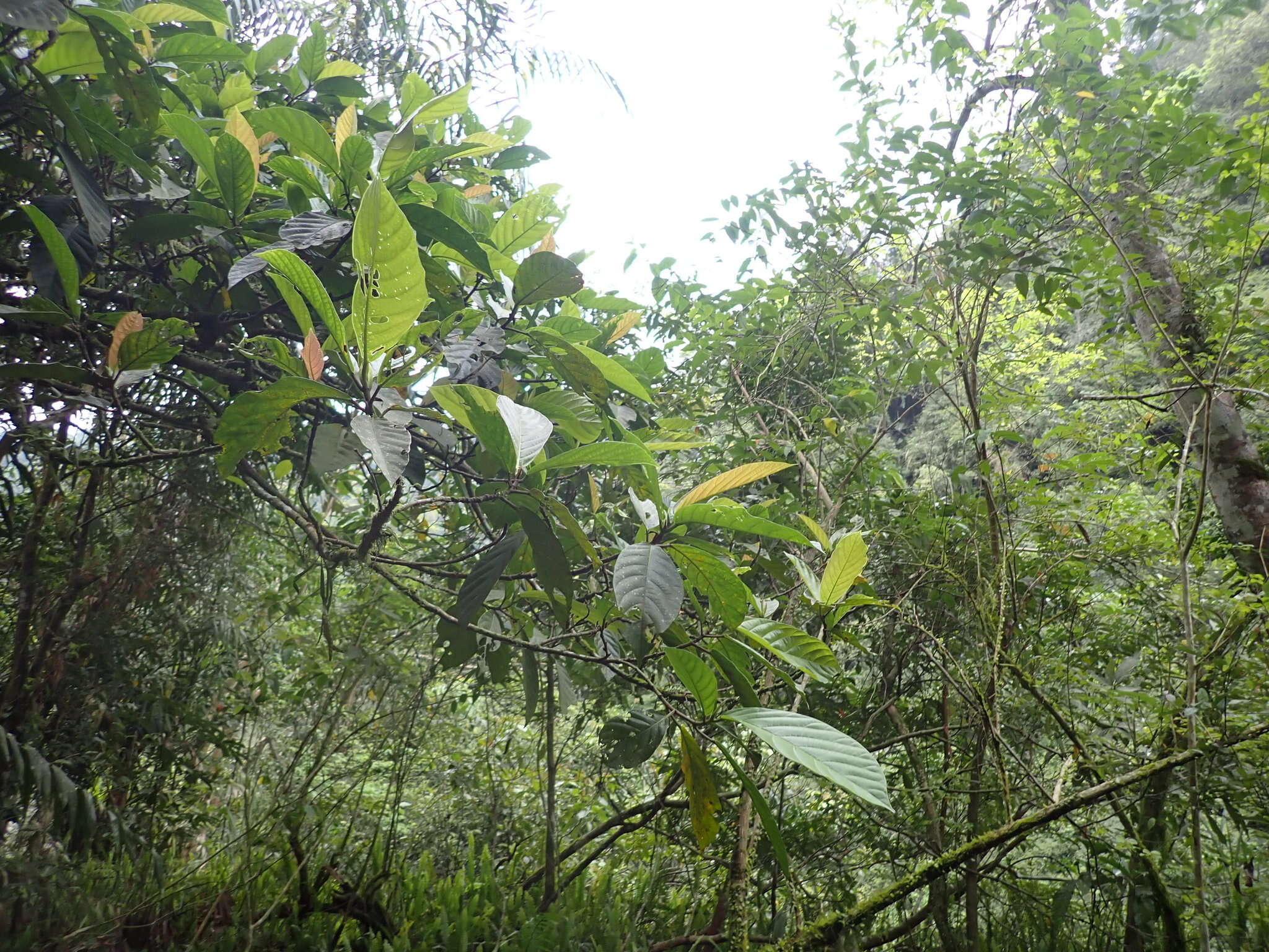 Ficus benguetensis Merr.的圖片