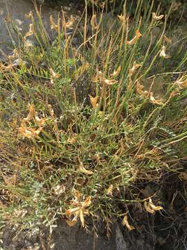 Image de Astragalus pachypus Greene