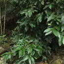 Image of Syzygium mundagam (Bourd.) V. Chithra