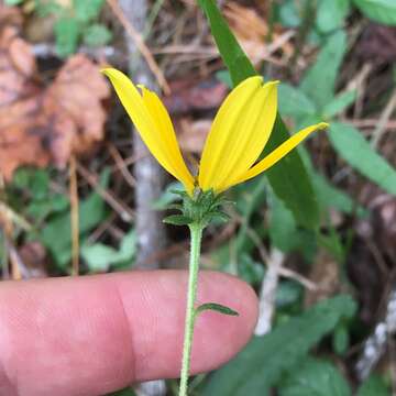 Image of Florida Sunflower