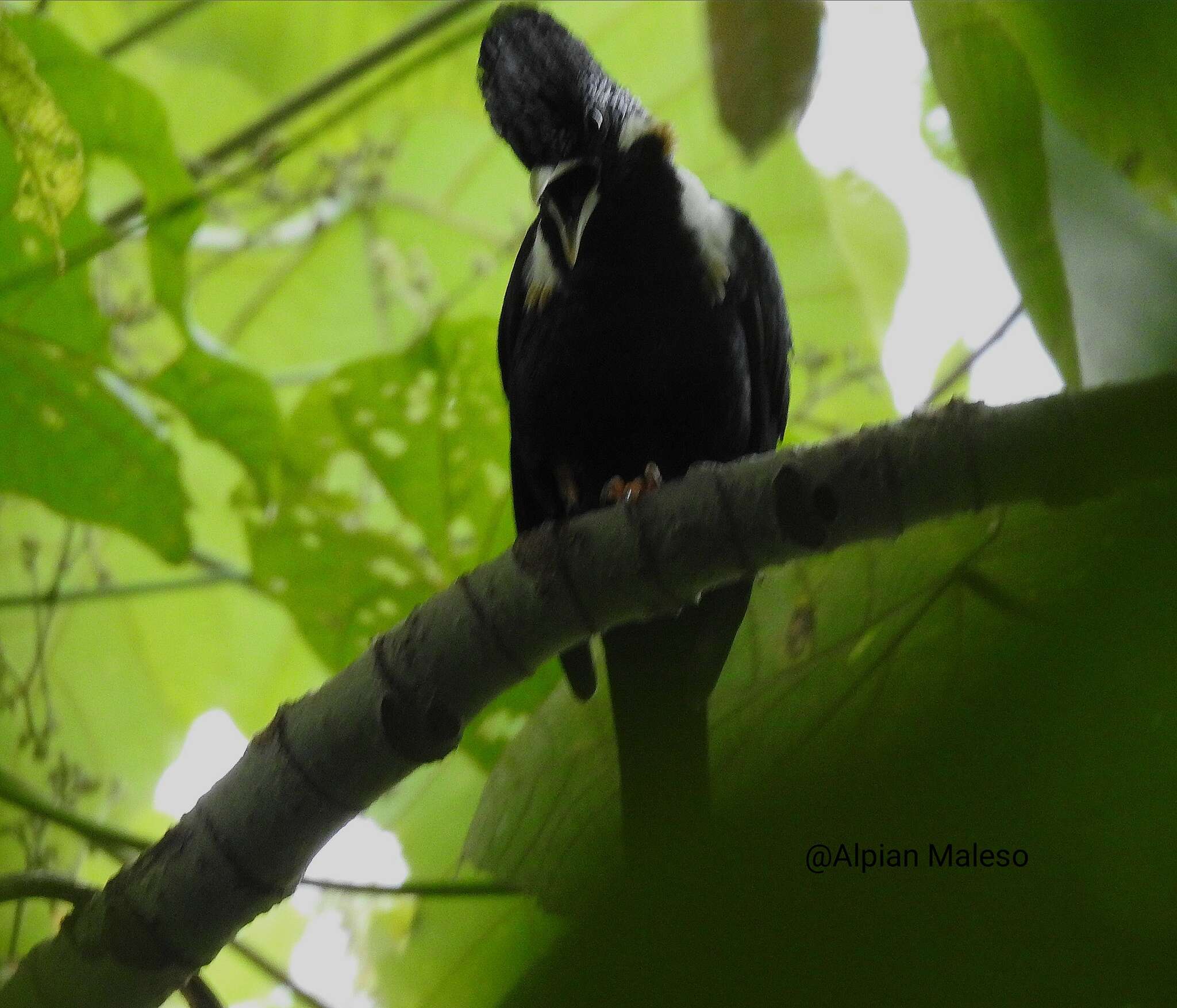 Image of Helmeted Myna