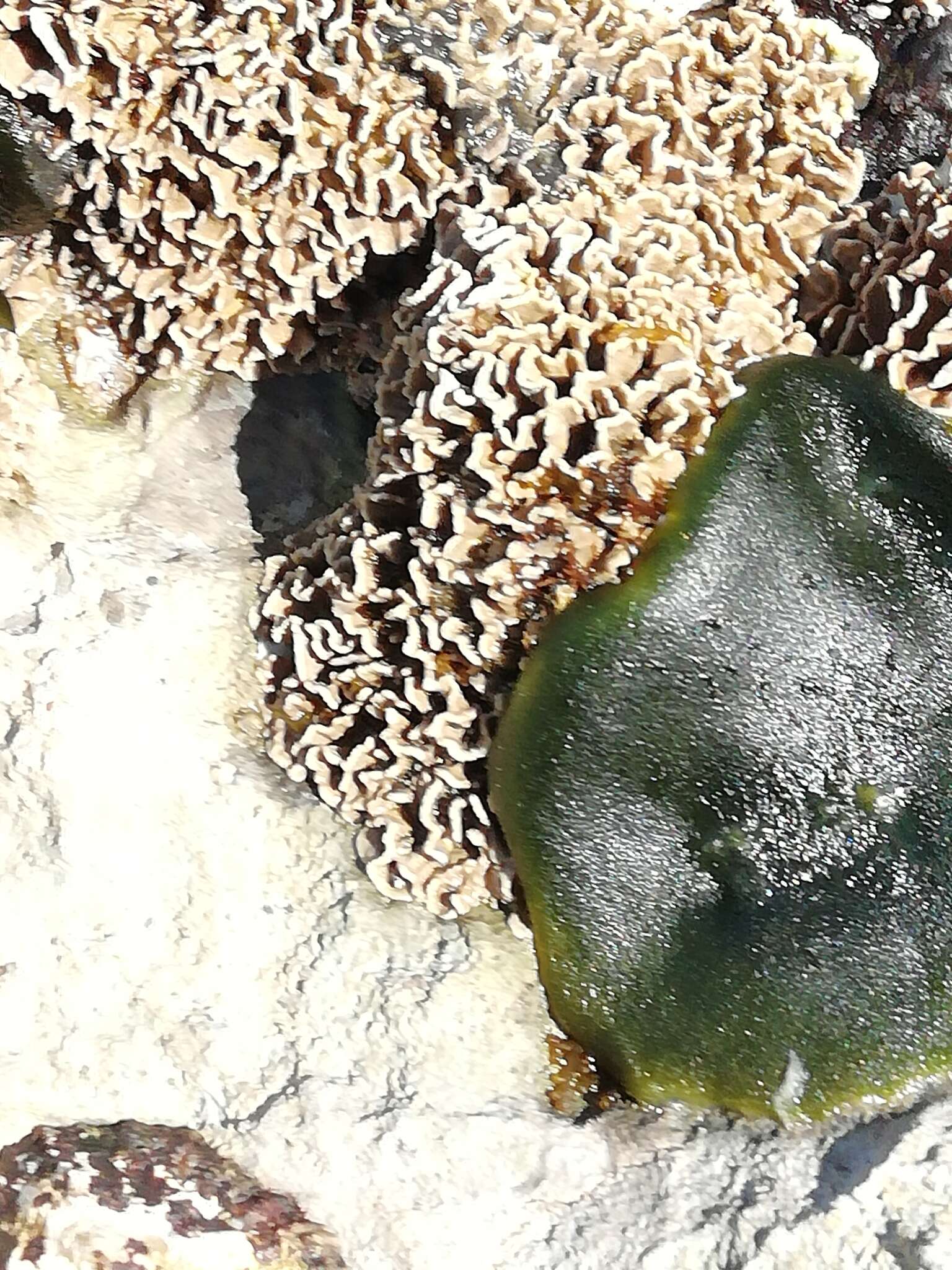 Lithophyllum byssoides resmi