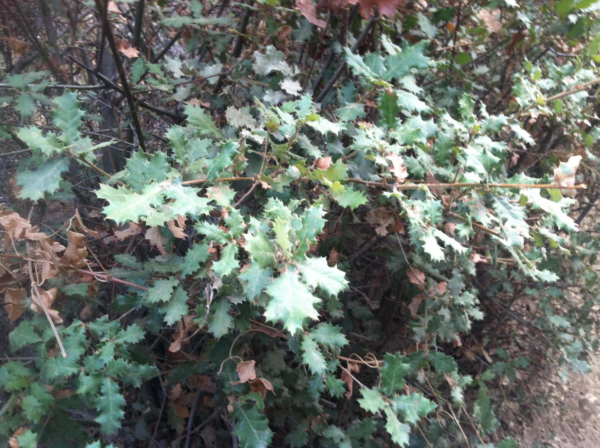 Слика од Quercus berberidifolia Liebm.