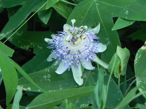 Image of Passiflora gibertii N. E. Brown