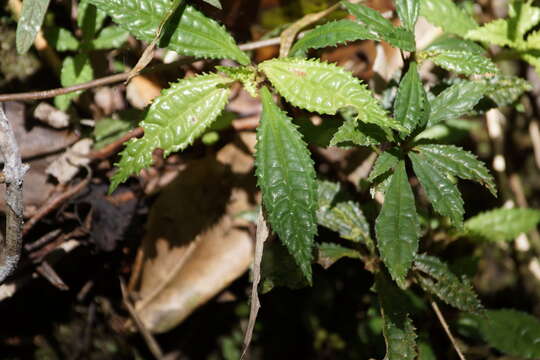 Image of Cliffside Clearweed