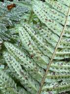 Image of Kunth's hacksaw fern