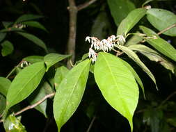 Image of Rinorea guatemalensis (S. Watson) H. H. Bartlett