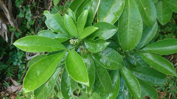 Image de Melicope triphylla (Lam.) Merr.