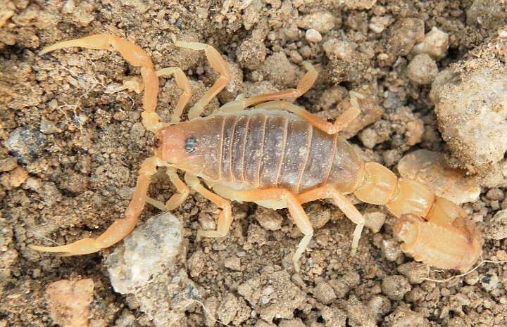 Sivun Parabuthus pallidus Pocock 1895 kuva