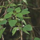 Sivun Euphorbia eglandulosa V. W. Steinm. kuva