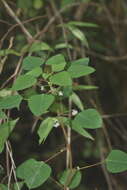 صورة Euphorbia eglandulosa V. W. Steinm.