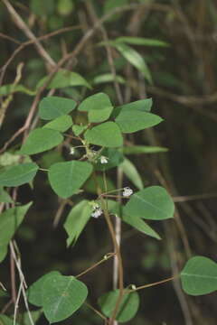 Image of Euphorbia eglandulosa V. W. Steinm.