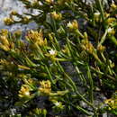 Image of Thesium acuminatum A. W. Hill