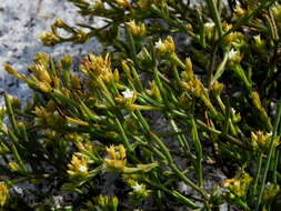 Image of Thesium acuminatum A. W. Hill