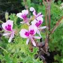 Imagem de <i>Pelargonium scabroide</i>