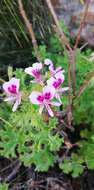 Imagem de <i>Pelargonium scabroide</i>