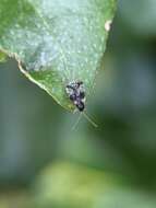 Image of Andromeda Lace Bug