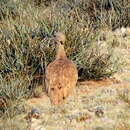 Image of Eupodotis vigorsii namaqua (Roberts 1932)