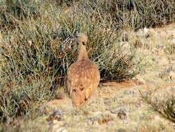 Imagem de Eupodotis vigorsii namaqua (Roberts 1932)