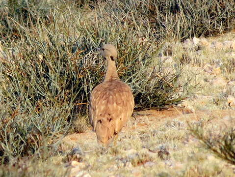 Image of Eupodotis vigorsii namaqua (Roberts 1932)