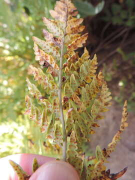 Image of Dryopteris athamantica (Kunze) O. Kuntze