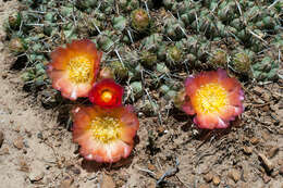 Image of Cumulopuntia rossiana (Heinrich & Backeb.) F. Ritter