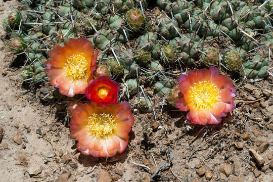 Cumulopuntia rossiana (Heinrich & Backeb.) F. Ritter resmi