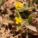 Image of Nanothamnus sericeus T. Thoms.