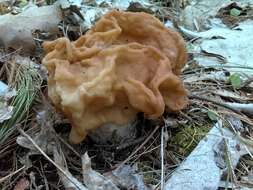 Image of Gyromitra korfii (Raitv.) Harmaja 1973