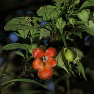 Image de Drymonia rubra C. V. Morton