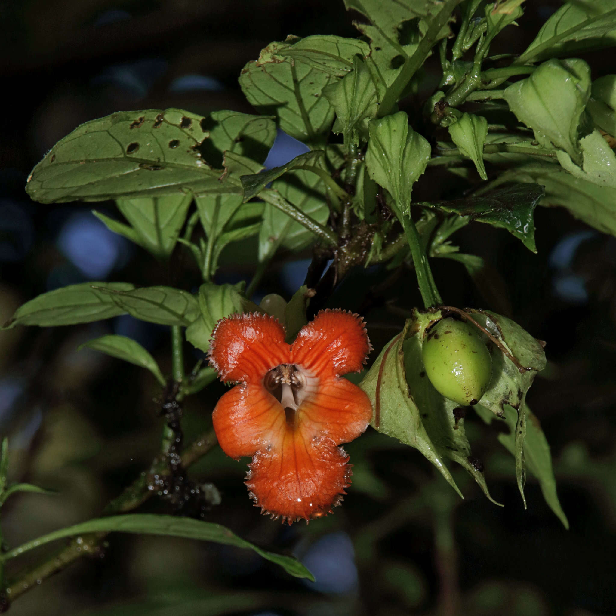 Image of Drymonia rubra C. V. Morton