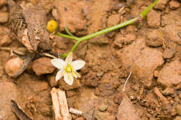 Plancia ëd Dianella sandwicensis Hook. & Arn.