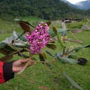 Image of Meriania macrophylla (Benth.) Triana