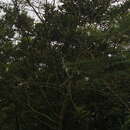 Image of Zapoteca tetragona (Willd.) H. M. Hern.