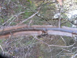 Image of winged elm