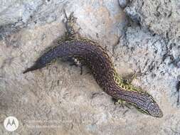 Image of Abronia moreletii temporalis (Hartweg & Tihen 1946)