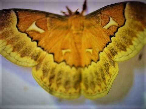 Image of Sweetbay Silk Moth