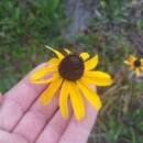 Image of blackeyed Susan