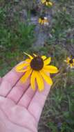 Image of blackeyed Susan