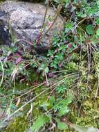 Image de Epilobium hohuanense S. S. Ying