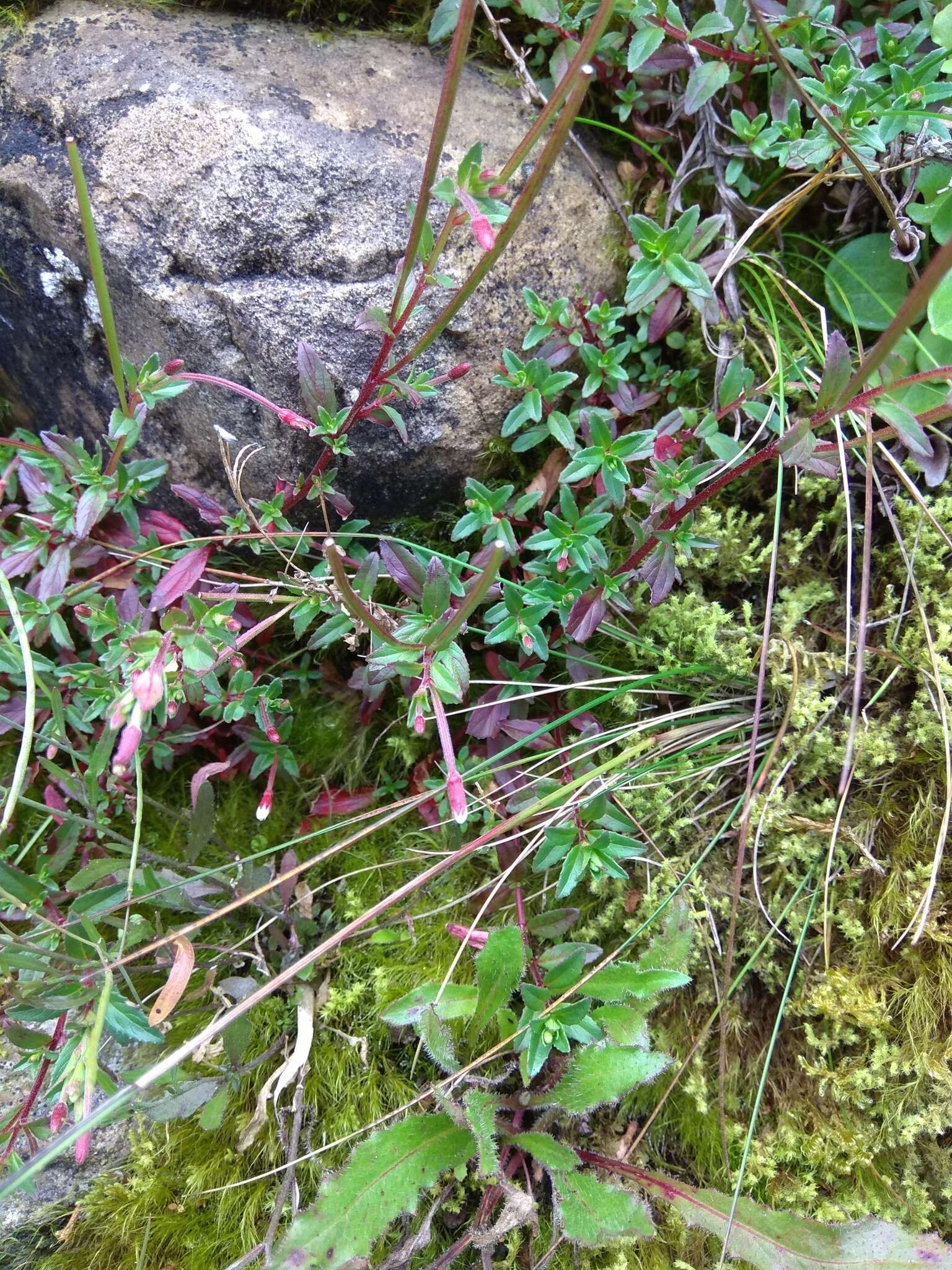 Image de Epilobium hohuanense S. S. Ying