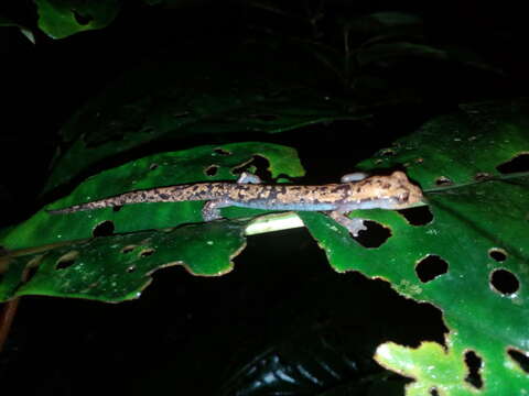 صورة Bolitoglossa porrasorum McCranie & Wilson 1995